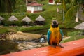 Close up portrait of blue and yellow macaw, wild parrots in Colombia