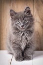 Portrait Bobtail Cat Curious Looking in Camera