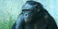 A Close Up Portrait of a Bonobo