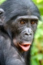 Close up Portrait of Bonobo. Green natural background. The Bonobo