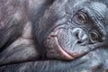close-up portrait of a bonobo monkey Royalty Free Stock Photo