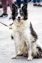 Close up portrait of Border Collie sheep dog sitting on leash Royalty Free Stock Photo