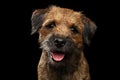 Close-up portrait of border terrier dog Royalty Free Stock Photo