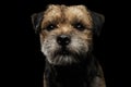 Close-up portrait of border terrier dog Royalty Free Stock Photo