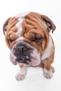 Close up portrait of English bulldog Royalty Free Stock Photo