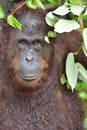 A close up portrait of the Bornean orangutan Royalty Free Stock Photo
