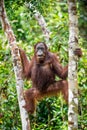 A close up portrait of the Bornean orangutan under rain Royalty Free Stock Photo