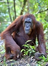 Close up Portrait of Bornean orangutan in the wild nature. Central Bornean orangutan ( Pongo pygmaeus wurmbii ) in natural Royalty Free Stock Photo