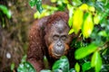 A close up portrait of the Bornean orangutan (Pongo pygmaeus) under rain Royalty Free Stock Photo