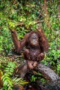 A close up portrait of the Bornean orangutan (Pongo pygmaeus) under rain Royalty Free Stock Photo