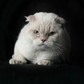 Close-up portrait of British breed Cat White color with Blue eyes, isolated Black Background, front view Royalty Free Stock Photo