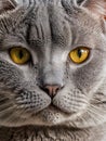 portrait of British Shorthair cat