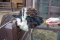 portrait of a brown alpaca llama in a corral and a hand with a carrot that feeds her