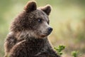 Close up portrait of brown bear cub. Scientific name: Ursus Arctos. Natural habitat, summer season Royalty Free Stock Photo