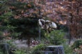 Close-up portrait of buzzard of prey flying directly to a camera on background of colorful forest.