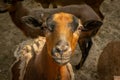 Close up portrait of a brown and black young goat looking to the camera, farm animal photo Royalty Free Stock Photo