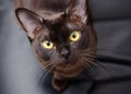 Close-up portrait of Brown Burmese Cat with Chocolate fur color and yellow eyes, Curious Looking, on black background European Royalty Free Stock Photo