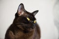 Close-up portrait of Brown Burmese Cat with Chocolate fur color and yellow eyes, Curious Looking, European Burmese Personality Royalty Free Stock Photo