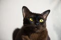 Close-up portrait of Brown Burmese Cat with Chocolate fur color and yellow eyes, Curious Looking, European Burmese Personality Royalty Free Stock Photo