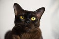 Close-up portrait of Brown Burmese Cat with Chocolate fur color and yellow eyes, Curious Looking, European Burmese Personality Royalty Free Stock Photo