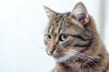 Close-up portrait of a brown cat on a light background Royalty Free Stock Photo