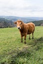 Close-up portrait of a brown cow with its horns cut off. Background field Royalty Free Stock Photo