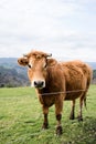 Close-up portrait of a brown cow with its horns cut off. Background field Royalty Free Stock Photo