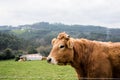 Close-up portrait of a brown cow with its horns cut off. Background field Royalty Free Stock Photo