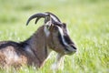 Close-up portrait of brown domestic shaggy grown-up goat with long horns, serious yellow eyes and white beard on blurred bokeh bri Royalty Free Stock Photo