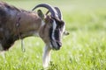 Close-up portrait of brown domestic shaggy grown-up goat with long steep horns, yellow eyes and white beard on blurred bokeh brigh Royalty Free Stock Photo