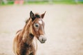 Close Up Portrait Of Brown Foal Royalty Free Stock Photo