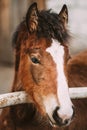 Close Up Portrait Of Brown Foal Royalty Free Stock Photo