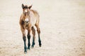 Close Up Portrait Of Brown Foal Royalty Free Stock Photo