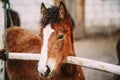 Close Up Portrait Of Brown Foal Royalty Free Stock Photo