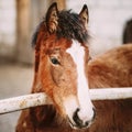 Close Up Portrait Of Brown Foal Royalty Free Stock Photo