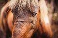 Close-up of a portrait of a brown horse Royalty Free Stock Photo