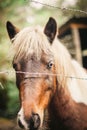 Close-up of a portrait of a brown horse Royalty Free Stock Photo