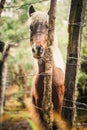 Close-up of a portrait of a brown horse Royalty Free Stock Photo