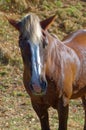 Close up portrait of brown horse on meadow. Royalty Free Stock Photo