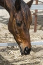 Close-up portrait of a brown horse standing in a stall. Muzzle of a horse looking down Royalty Free Stock Photo