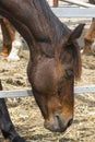 Close-up portrait of a brown horse standing in a stall. Muzzle of a horse looking down. Side view Royalty Free Stock Photo