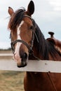 Close-up portrait of a brown horse with a white spot on face standing calm next to wooden fence Royalty Free Stock Photo