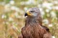 Close-up portrait of a Brown Kite