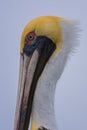 Close up portrait of a brown pelican Royalty Free Stock Photo