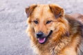 Close-up portrait of a brown shaggy dog