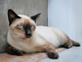 Portrait of Brown Siamese Cat Lying Down Looking at Camera Royalty Free Stock Photo