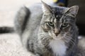 A close up portrait of a brown tabby cat loafing on the floor looking at the camera.