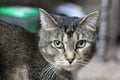 A close up portrait of a brown tabby cat looking at the camera Royalty Free Stock Photo