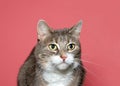 Portrait of a diluted calico cat Royalty Free Stock Photo