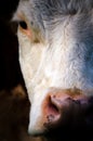 Close up portrait of a brown and white cow Royalty Free Stock Photo